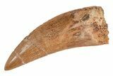 Serrated, Carcharodontosaurus Tooth - Real Dinosaur Tooth #214441-1